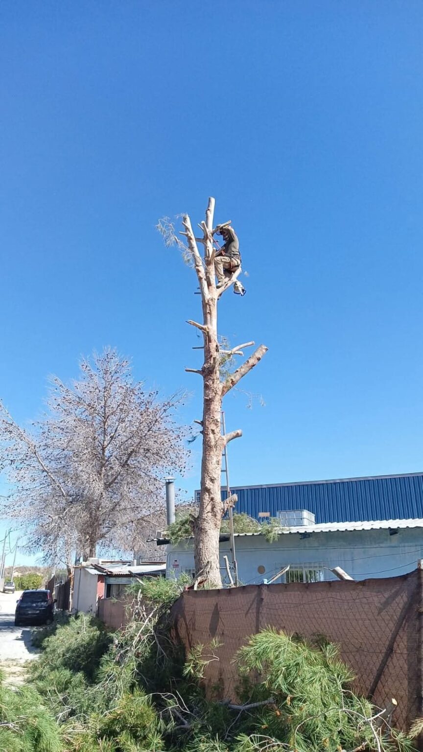 Empresa de jardinería en Murcia para diseño y mantenimiento de jardines