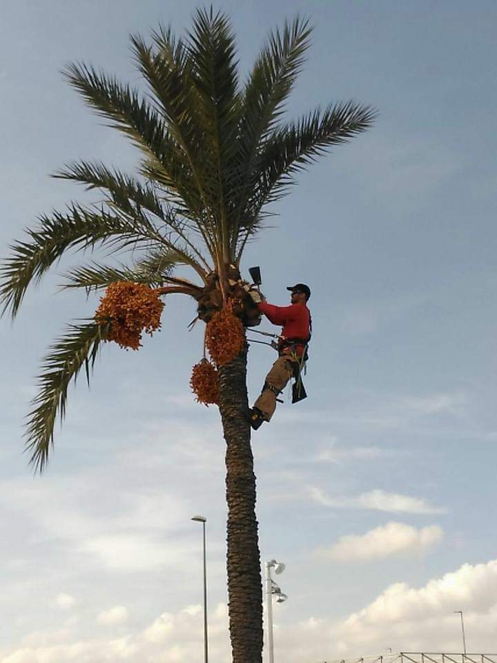 Mantenimiento integral de zonas verdes y parques en Murcia capital